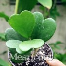 Rare Kerrii Bonsai (December Orchid) Family Bonsai Garden Supplies 100PCS