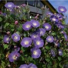 Rare Vines Twining Vines, Morning Glory bonsais Mix Garden Planting Daffodil 10 pcs