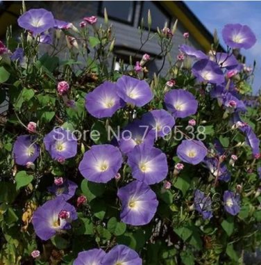 Rare Vines Twining Vines, Morning Glory bonsais Mix Garden Planting Daffodil 10 pcs