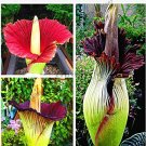 Rare Beautiful Flower of Indonesia,The World's Largest Flower,Corpse Flower,10pcs/Pack