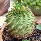 Rare Euphorbia obesa Basketball Sea Urchin Bonsai,100 Pieces