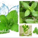 Rare 100 Pcs Spearminted Mint Bonsai Bergamot