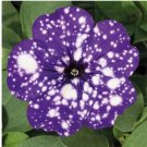 Rare 100 pcs Rare Beautiful Petunia Flower Plants 24 Kinds of Petunia Flower