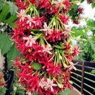 Rare 50 pcs Rare Quisqualis, Bonsai Flower Bonsai,NIX Colours