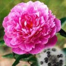 Rare 20pcs Rare Double Peony Seed Multicolor Perennial Peony Flowers Chinese Paeonia Suffruticosa