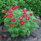 Rare 10 Pcs Paeonia Tenuifolia Bonsai Fernleaf Peony Bonsai Peony Flower Double Flowering