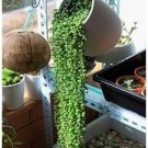 Rare 100pcs Green Chlorophytum Pearls Bonsai Hanging Potted