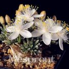 Rare 50PCS Flower Kam Seed Potted Seed Plant Avonia quinaria