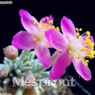 Rare 50PCS Flower Kam Seed Potted Seed Plant Avonia quinaria