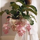 Rare 100PCS Medinilla Magnifica Plant Very Beautiful Bonsai