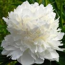Rare 10pcs Rare Peony Plants,Top Brass Peony, 21 Colors to Choose Bonsai Flower Garden