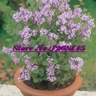 Rare 20 pcs Dwarf Lilac,Syringa meyeri Potted Flower Bonsai