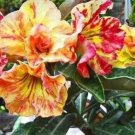 Rare 5 Desert Rose Seeds, Yellow-red Big Flowers