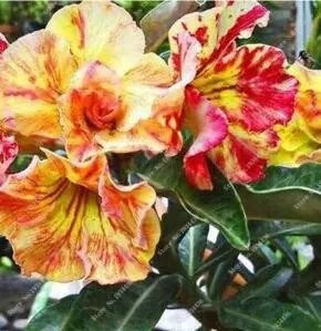 Rare 5 Desert Rose Seeds, Yellow-red Big Flowers