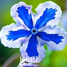 Rare 100 Pieces/Pack American Forget-me-not Flower