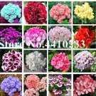 Rare 50 pcs Mini Geranium Seeds, 23 Colors Flower Perennial Seeds