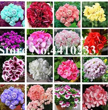 Rare 50 pcs Mini Geranium Seeds, 23 Colors Flower Perennial Seeds