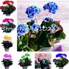 Rare 30 Pcs Bonsai Geranium,Perennial Bonsai Flower