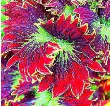 Rare Special Grass 500 Seeds, Lawn Grass Seed Evergreen Perennial