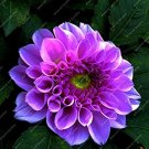 Rare 100 Pieces Flowers Beautiful Seven Color Dahlia of Flowers