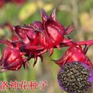 Rare 50PCS Fresh 100% Real Roselle semillas - Flower Plant Sementes