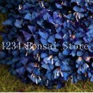 Rare 100 pcs Sensitive Plant Grass Flower Bonsai, Four Leaf Lover Bonsai