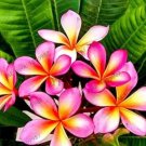 Rare 20 PCS Frangipani Plumeria Rubra Flower Seeds