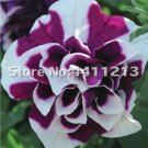 Rare 200 pcs/Pack Bonsai Petunia Garden Bonsai Moon Night Sky Double