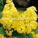 Rare 100 Pcs Japanese Lilac Plant indor Plants Lilac Clove Flower