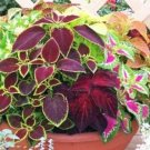 Rare 100 Pcs Begonia Bonsai Flower Plant for Plant Home Garden