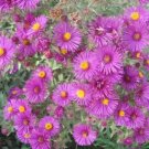 Rare 100 pcs/lot Aster Novi-belgii Flower Home Garden