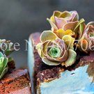 Rare 100 Pcs Mountain Rose Bonsai Green Rose Garden
