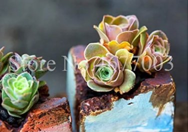 Rare 100 Pcs Mountain Rose Bonsai Green Rose Garden