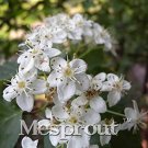 Rare 100 PCS Double Color Viburnum Sargentii Bonsai