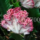 Rare Lactea Bonsai 100 pcs/Bag Perennial Succulent Shape Peculiar & Beautiful