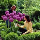 Rare 200 pcs Giant Allium Giganteum Seed Flower Plant Purple Allium