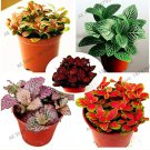 Rare 100 pcs/bag Fittonia verschaffeltii Garden