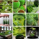 Rare 500 Pcs Aquatic Grass Bonsais Colorful Underwater