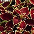 Rare 200 Japanese Coleus, Dark Red with Golden Edge