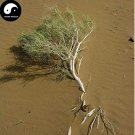 Rare Haloxylon Ammodendron Tree Semente 50 pcs Plant Desert Tree Haloxylon