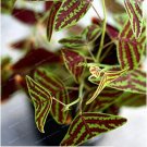 Rare 100 PCS Bat Grass Bonsai Mix-Colors Christia Vespertilionis
