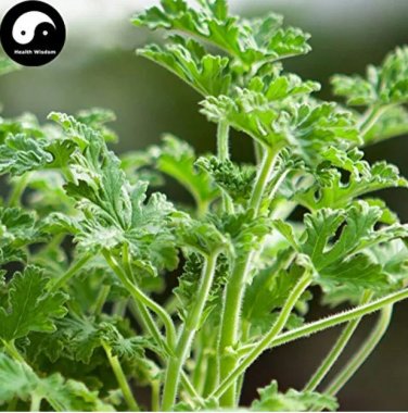 Rare Pelargonium Graveolens Semente 100 pcs Plant Herb Insect