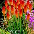 Rare 100 PCS/Lot Kniphofia Flower Seeds red hot pokers-plants