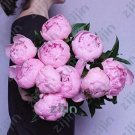 Rare 20 PCS Peony Flower Seeds Pink Double Flowers