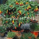 Rare 100 Pcs Mix Datura Flower Datura Bonsai Dwarf Brugmansia Suaveolens Flamenco Angel's Trumpets