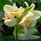 Rare Canna Lily Bulbs - Ermine - Tropical House Plant - White Flowers 2 Bulb