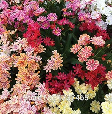 Rare Imported Real 5 pcs/lot Lewisia Cotyledon 'Galaxy Mixed' Flower