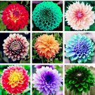 Rare 22 Kinds of Dahlia Bonsai, Type Flower Dahlia Pachyderms Flower