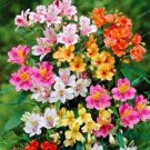 Rare 100 pcs Alstroemeria Bonsai Peruvian Lily Alstroemeria Inca Bandit