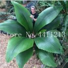Rare 10 Pcs/Bag Bottle Palm Tree Bonsai Exotic Bonsai Tree Tropical Ornamental